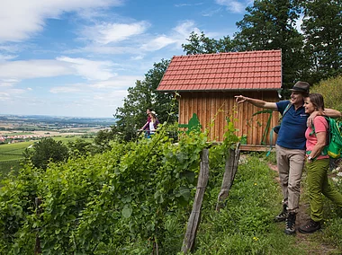 Geschichtsweinberg (Iphofen/Fränkisches Weinland)